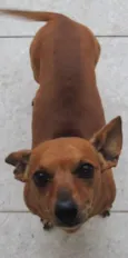 Tobias