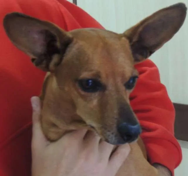Cachorro ra a SRD idade 5 anos nome Tobias