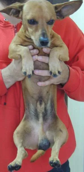 Cachorro ra a SRD idade 5 anos nome Tobias