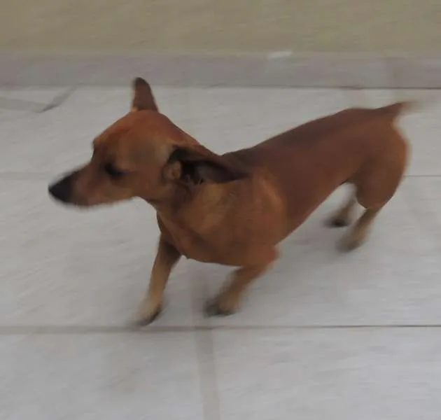 Cachorro ra a SRD idade 5 anos nome Tobias