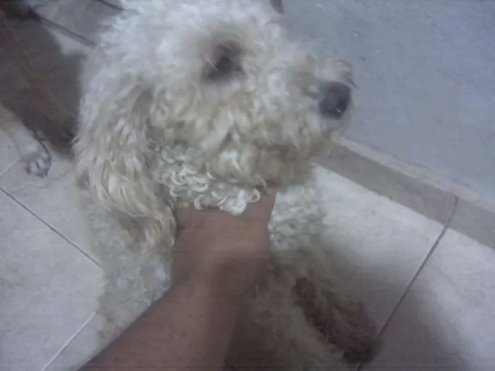 Cachorro ra a Poodle idade 2 anos nome Mel