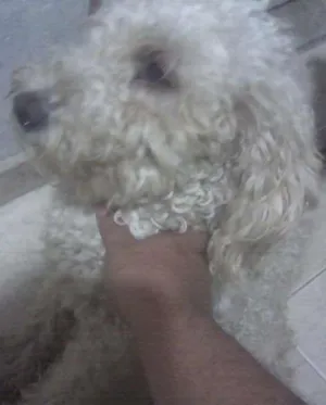 Cachorro raça Poodle idade 2 anos nome Mel