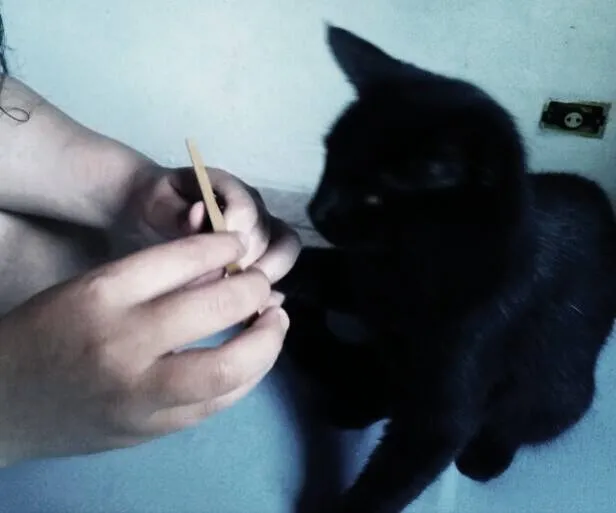 Gato ra a N identificado idade 7 a 11 meses nome Brisa