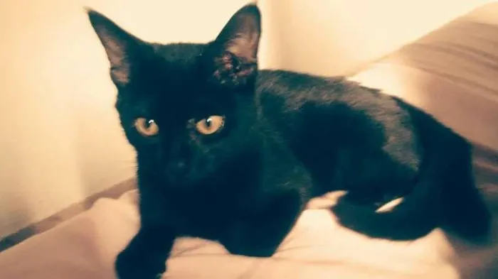 Gato ra a N identificado idade 7 a 11 meses nome Brisa