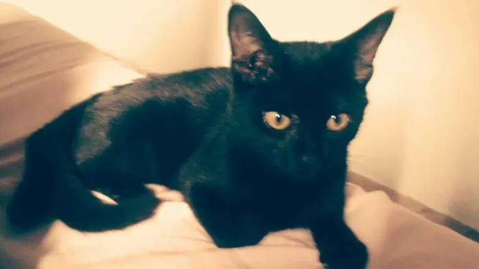 Gato ra a N identificado idade 7 a 11 meses nome Brisa