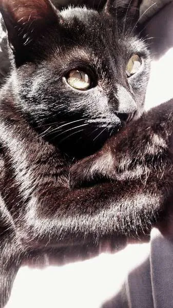 Gato ra a N identificado idade 7 a 11 meses nome Brisa