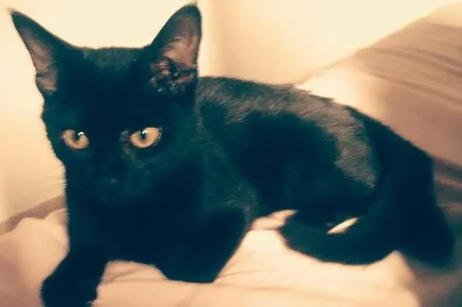 Gato ra a N identificado idade 7 a 11 meses nome Brisa