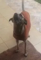 Cachorro ra a pasto.viralata idade 4 anos nome GRANDAO