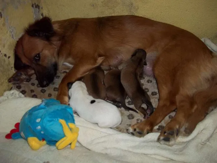 Cachorro ra a SRD idade Abaixo de 2 meses nome sem nomes