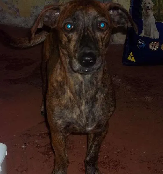 Cachorro ra a SRD idade Abaixo de 2 meses nome sem nomes
