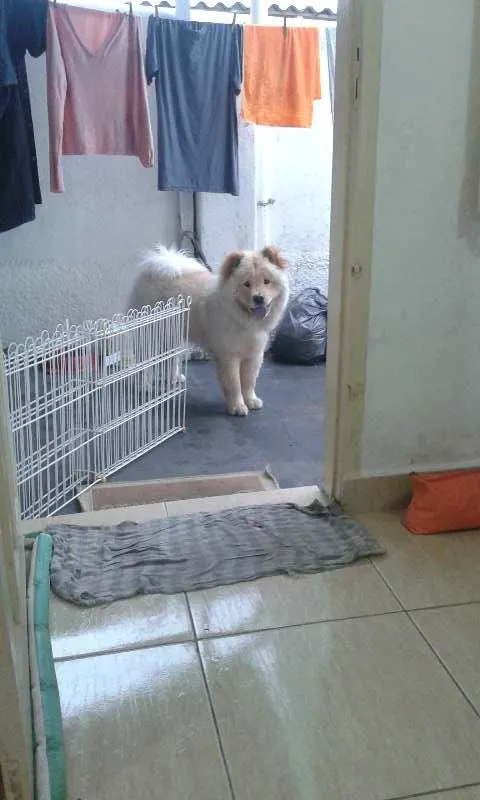 Cachorro ra a Chow Chow idade 7 a 11 meses nome Thor