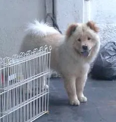 Cachorro raça Chow Chow idade 7 a 11 meses nome Thor