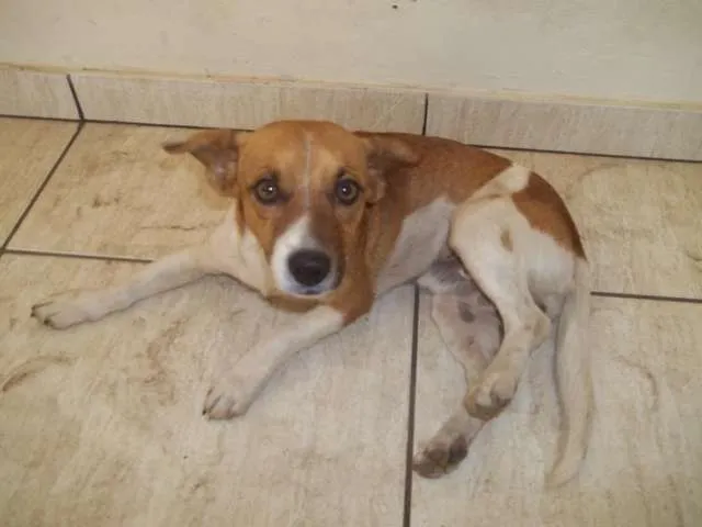 Cachorro ra a não sei idade 7 a 11 meses nome não sei