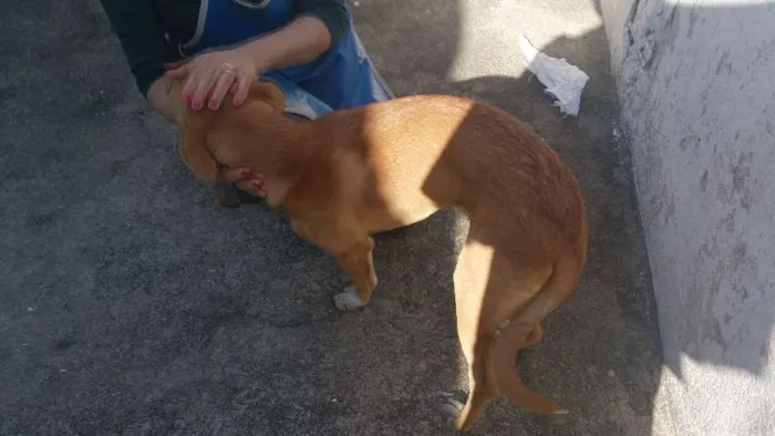 Cachorro raça vira lata idade 7 a 11 meses nome scooby