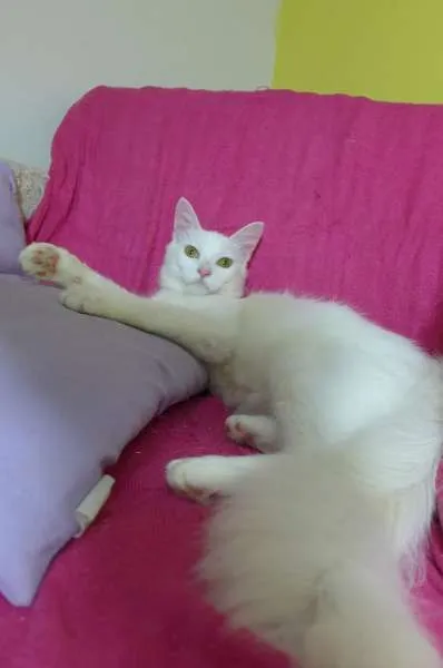 Gato ra a srd idade 2 a 6 meses nome Panna 