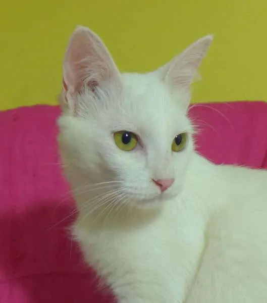 Gato ra a srd idade 2 a 6 meses nome Panna 