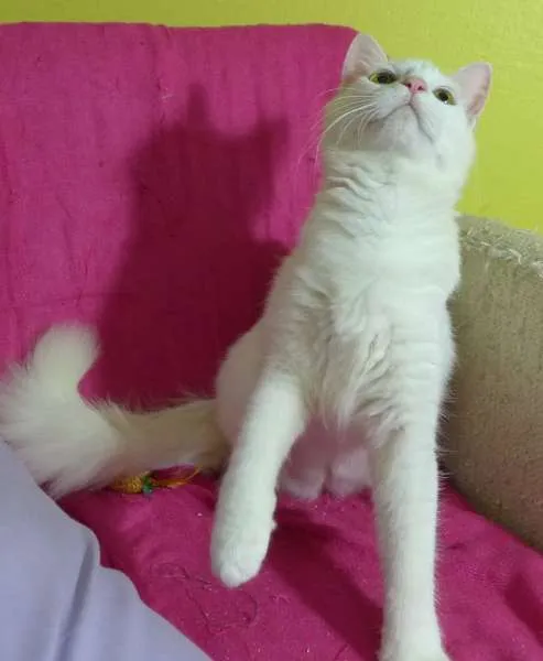 Gato ra a srd idade 2 a 6 meses nome Panna 