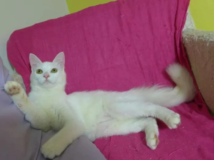 Gato ra a srd idade 2 a 6 meses nome Panna 