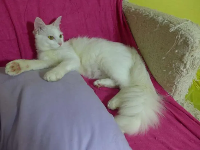 Gato ra a srd idade 2 a 6 meses nome Panna 