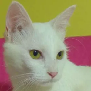 Gato raça srd idade 2 a 6 meses nome Panna 