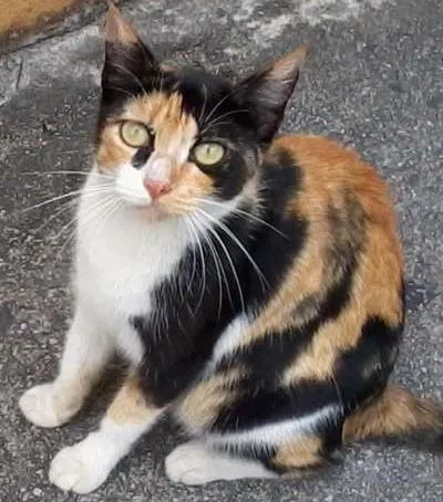 Gato ra a SRD idade 1 ano nome Sem nome 