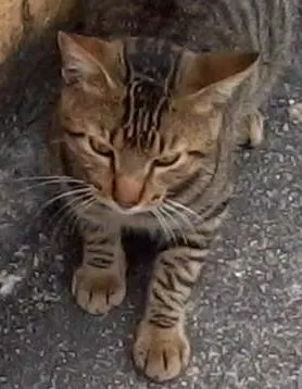 Gato ra a SRD idade 1 ano nome Sem nome 