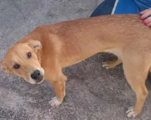 Cachorro raça vira lata idade 7 a 11 meses nome scooby