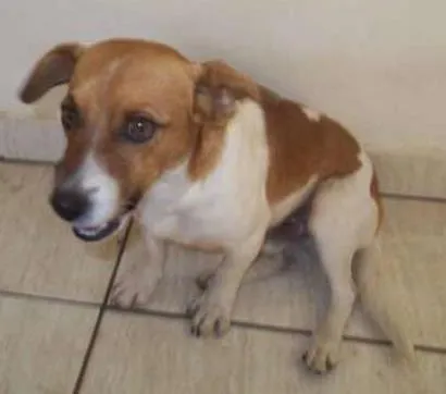 Cachorro ra a não sei idade 7 a 11 meses nome não sei