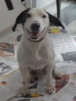 Cachorro raça vira lata idade 2 anos nome sem nome