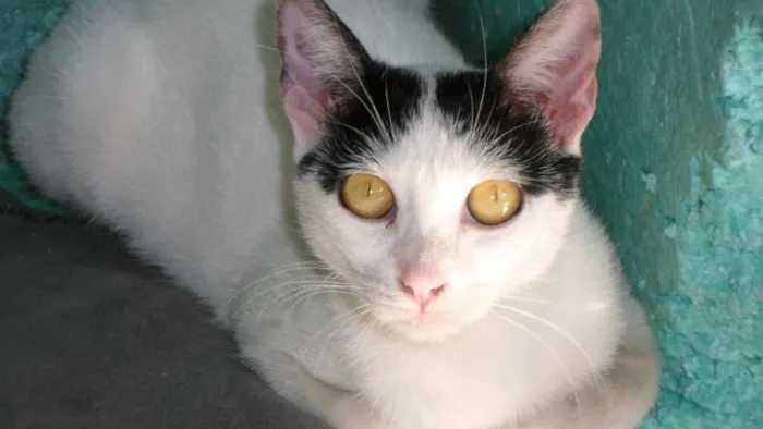 Gato ra a  idade 2 a 6 meses nome MIRRAD