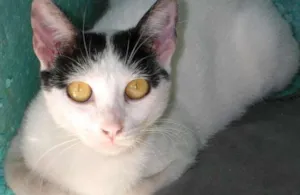 Gato raça  idade 2 a 6 meses nome MIRRAD