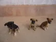 pretinha,tina e dino