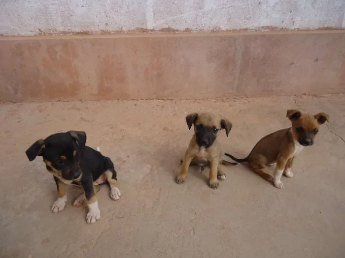 Cachorro raça vira lata idade 2 a 6 meses nome pretinha,tina e dino