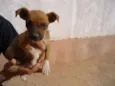 pretinha,tina e dino