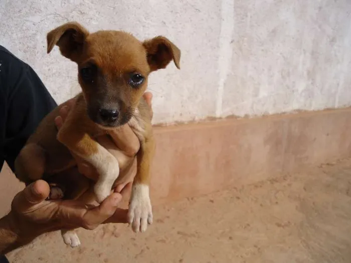 Cachorro raça vira lata idade 2 a 6 meses nome pretinha,tina e dino