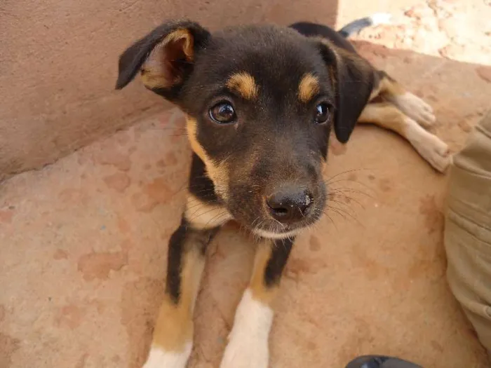 Cachorro raça vira lata idade 2 a 6 meses nome pretinha,tina e dino