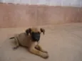 pretinha,tina e dino