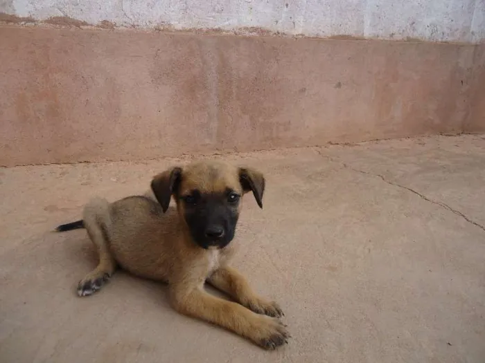 Cachorro raça vira lata idade 2 a 6 meses nome pretinha,tina e dino