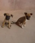 pretinha,tina e dino
