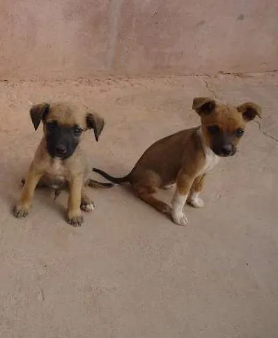 Cachorro raça vira lata idade 2 a 6 meses nome pretinha,tina e dino