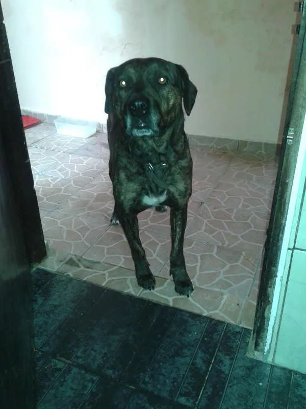 Cachorro ra a Fila idade 1 ano nome Feroz