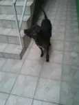 Feroz