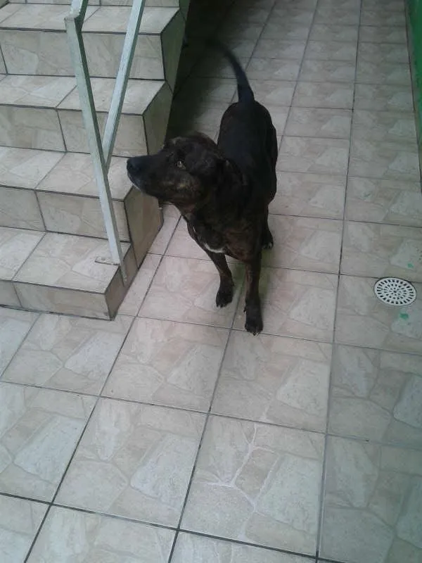 Cachorro ra a Fila idade 1 ano nome Feroz