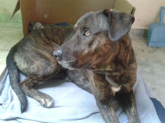 Cachorro ra a Fila idade 1 ano nome Feroz