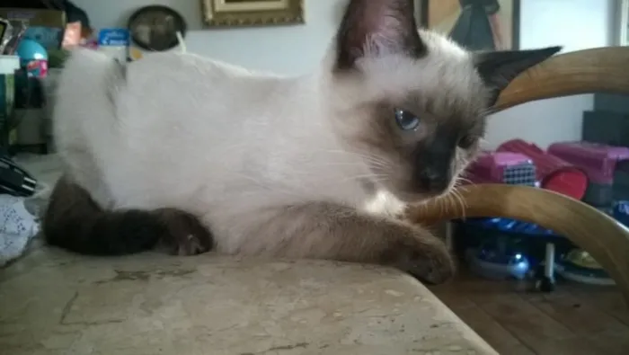 Gato ra a Siames idade 2 a 6 meses nome Bonitao