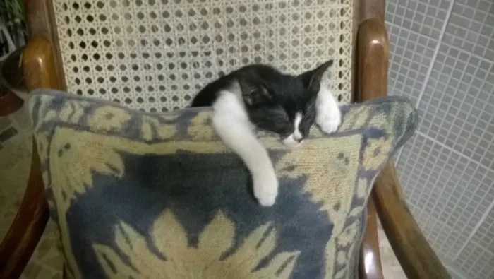 Gato ra a Srd idade Abaixo de 2 meses nome Frajola