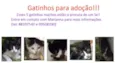 Gatinhos lindos machos