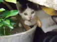 Gatinhos lindos machos