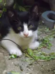 Gatinhos lindos machos
