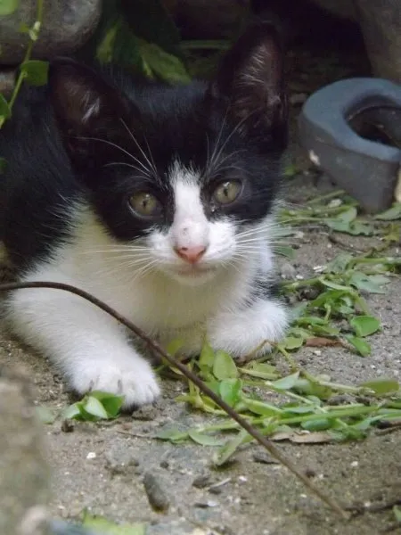 Gato ra a SRD idade  nome Gatinhos lindos machos